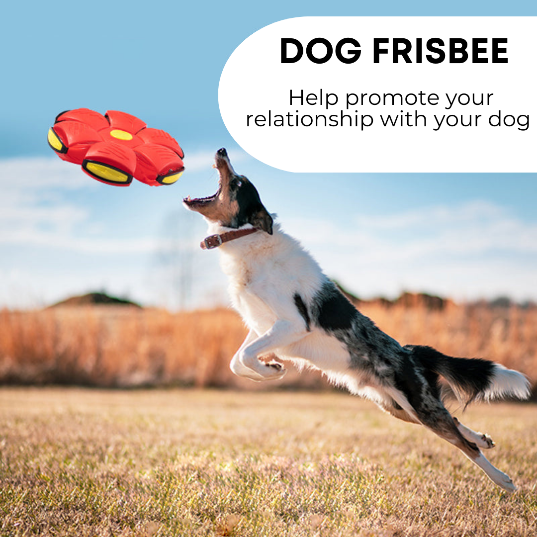 Happy Paws, Dog Frisbee