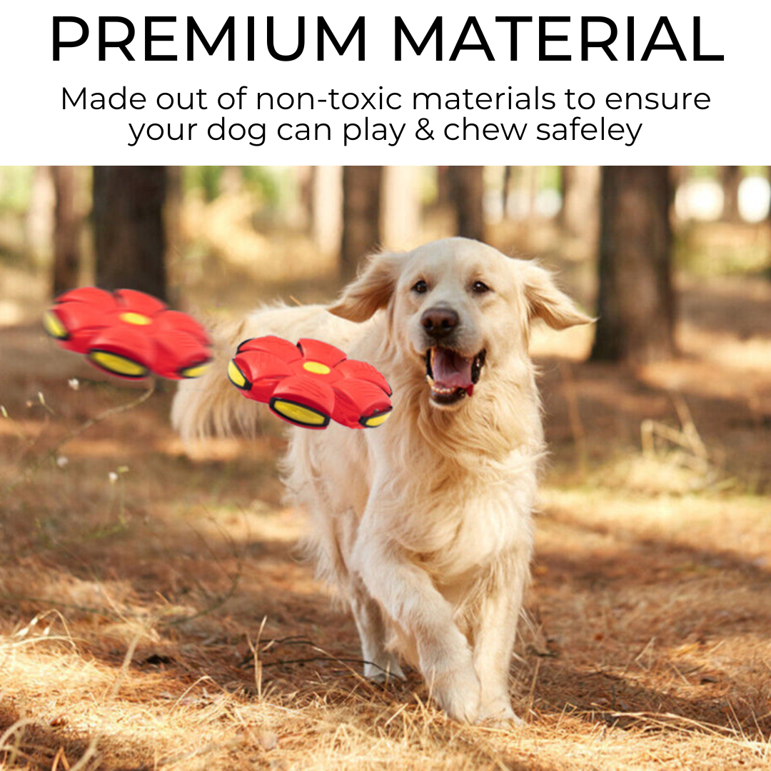 Happy Paws, Dog Frisbee